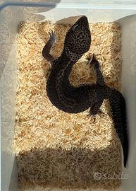 Geco Leopardino black night