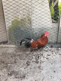 Galli