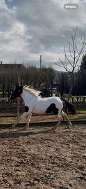 Cavallo puledra paint