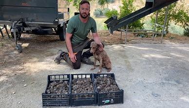 Lagotto da tartufo