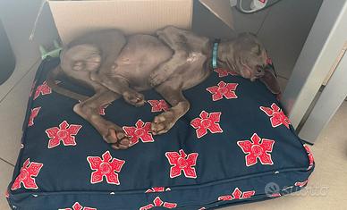 Cuccioli Weimaraner