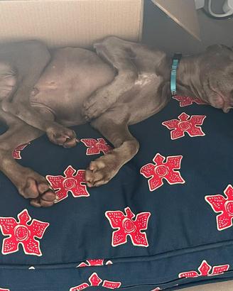 Cuccioli Weimaraner