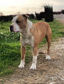 Amstaff per monta