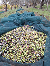 Terreno agricolo con uliveto - Faggiano (TA)