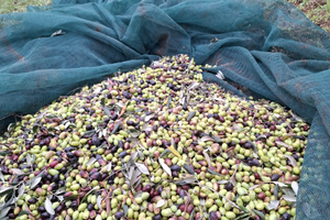 Terreno agricolo con uliveto - Faggiano (TA)