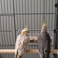 Coppia pappagalli calopsite e voliera con nido