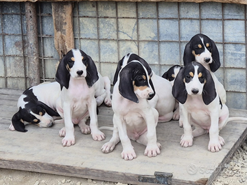 Cuccioli maschi Ariegeois