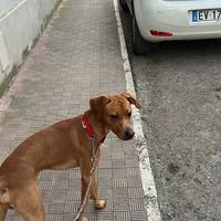 Casa per il cucciolo