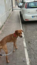 Casa per il cucciolo