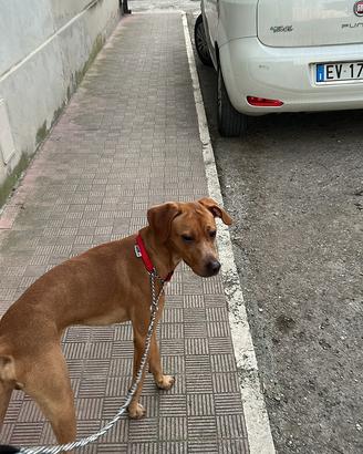 Casa per il cucciolo