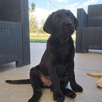 Cucciola di labrador