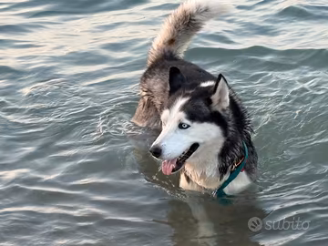 Husky