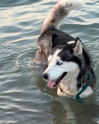 Husky