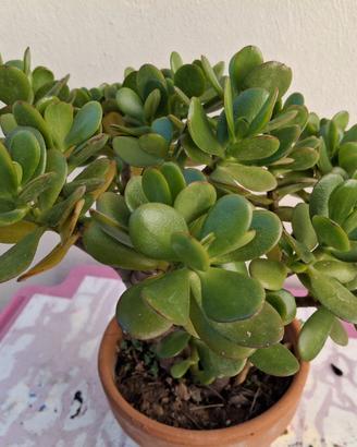 Crassula Ovata o Pianta di Giada