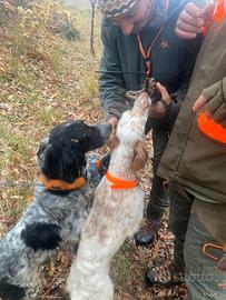 Setter inglese femmina