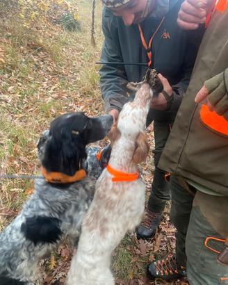 Setter inglese femmina