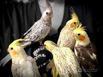 Calopsite allevate a mano