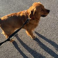 Disponibile per monta Golden Retriver americano