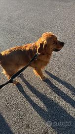 Disponibile per monta Golden Retriver americano