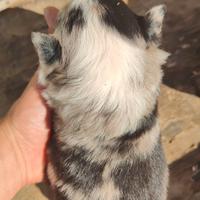 Cuccioli border collie