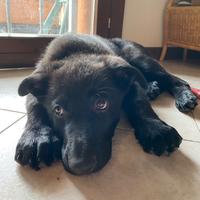 Cucciola pastore tedesco da lavoro