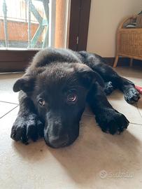 Cucciola pastore tedesco da lavoro