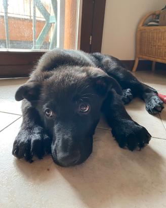 Cucciola pastore tedesco da lavoro