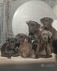 Cucciole Cane Corso