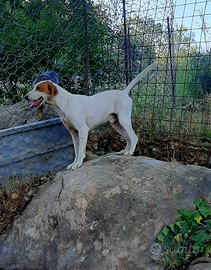 Cucciolone maschio di segugio istriano