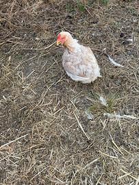 Galline e polli combattenti