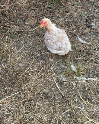 Galline e polli combattenti