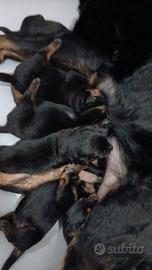 Si prenotano cuccioli di Rotwailer 