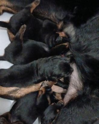 Si prenotano cuccioli di Rotwailer 
