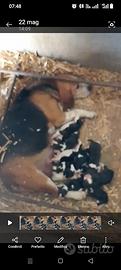 Beagle cuccioli