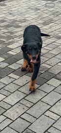 Cuccioli di Beauceron