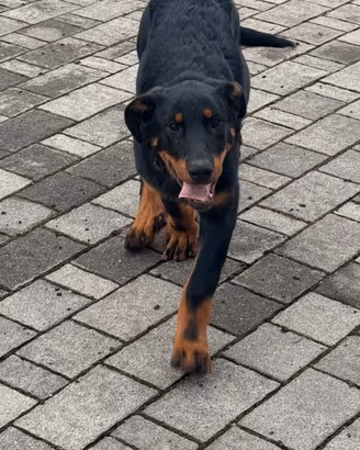 Cuccioli di Beauceron