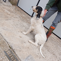 Segugio caccia alla lepre