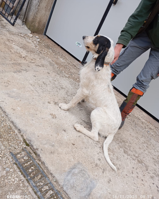 Segugio caccia alla lepre