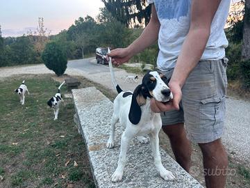 Cuccioli di Aregeois