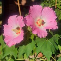 Hibiscus mutabilis semi