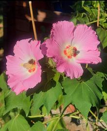 Hibiscus mutabilis semi