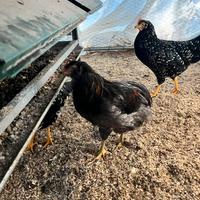 Gallo razza araucana