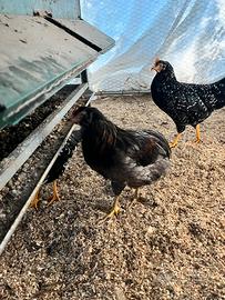 Gallo razza araucana