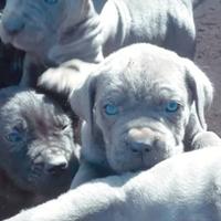 Cuccioli di cane corso italiano grigio blue e nero