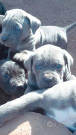 Cuccioli di cane corso italiano grigio blue e nero