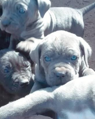 Cuccioli di cane corso italiano grigio blue e nero