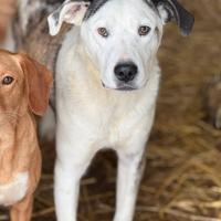 ALFA, mix PITBULL super coccolone