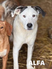 ALFA, mix PITBULL super coccolone