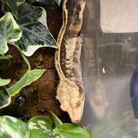 Ciliatus halloween dalmatian adulto e riproduttore