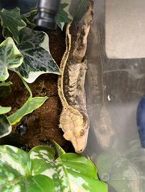 Ciliatus halloween dalmatian adulto e riproduttore